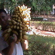 ���������� ���������, ���� ������� SIMPLE BOY, 41 ���, ������������ ��� ������, ����� � ���������, c�������� ���������, ���������