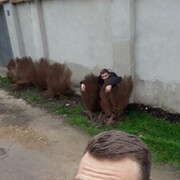 ���������� �����������, ���� ������� �������, 38 ���, ������������ ��� ������, ����� � ���������, c�������� ���������