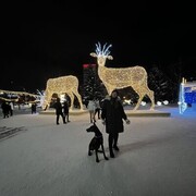 ���������� �����������, ���� ������� ���������, 25 ���, ������������ ��� ������, ����� � ���������