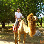 ���������� �������, ���� ������� BAXA, 36 ���, ������������ ��� ����� � ���������, c�������� ���������, ���������