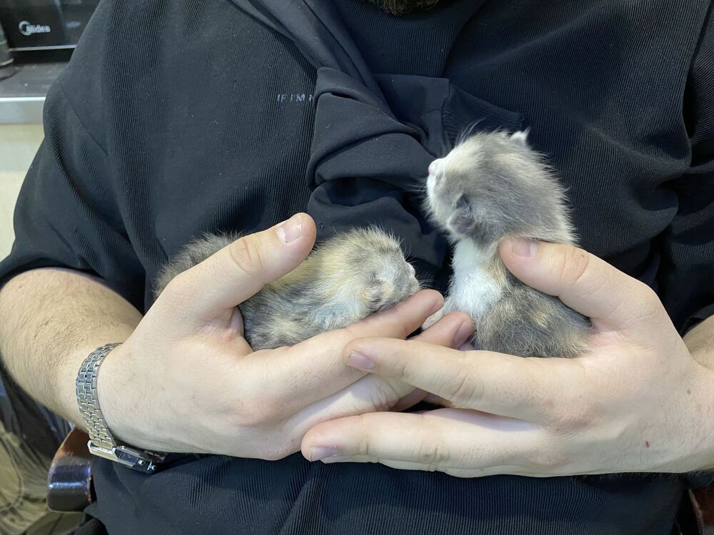 ���������� �������, ���� ������� Aslan, 27 ���, ������������ ��� ������, ����� � ���������