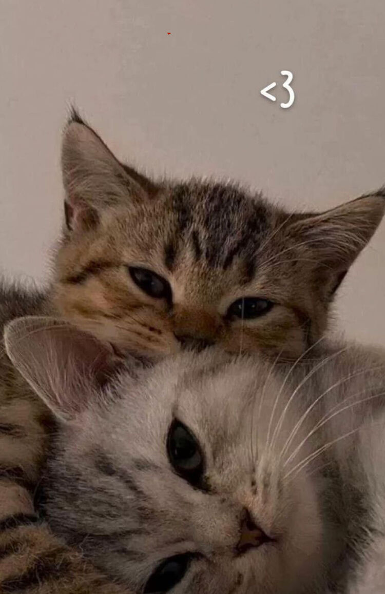 ���������� �����, ���� ������� ���������, 25 ���, ������������ 