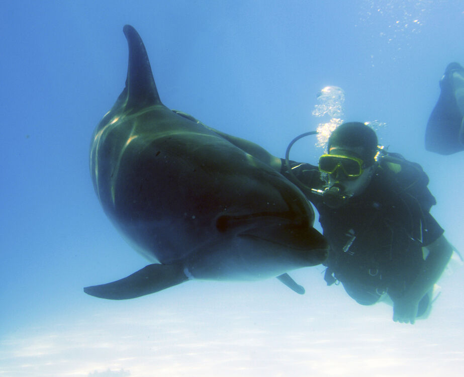 ���������� ��������, ���� ������� ������, 39 ���, ������������ ��� ������, ����� � ���������, c�������� ���������