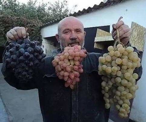 ���� 16656197 ������� Davron, 45 ���, ���� ���������� � �������