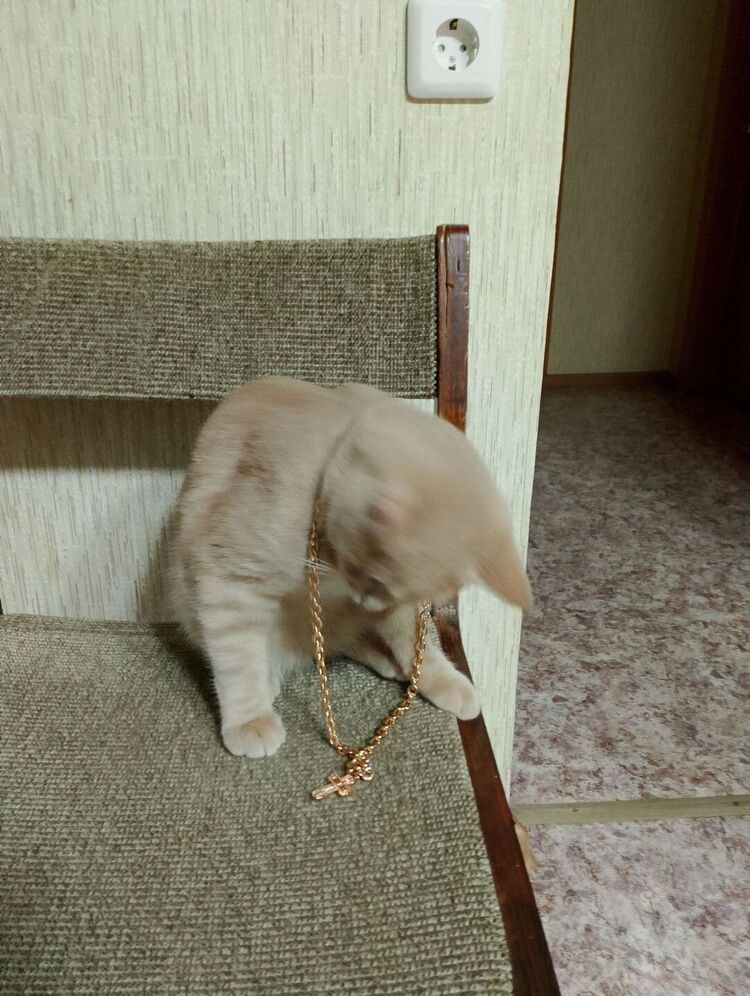 ���������� ���������, ���� ������� �������, 41 ���, ������������ ��� ������, ����� � ���������, c�������� ���������