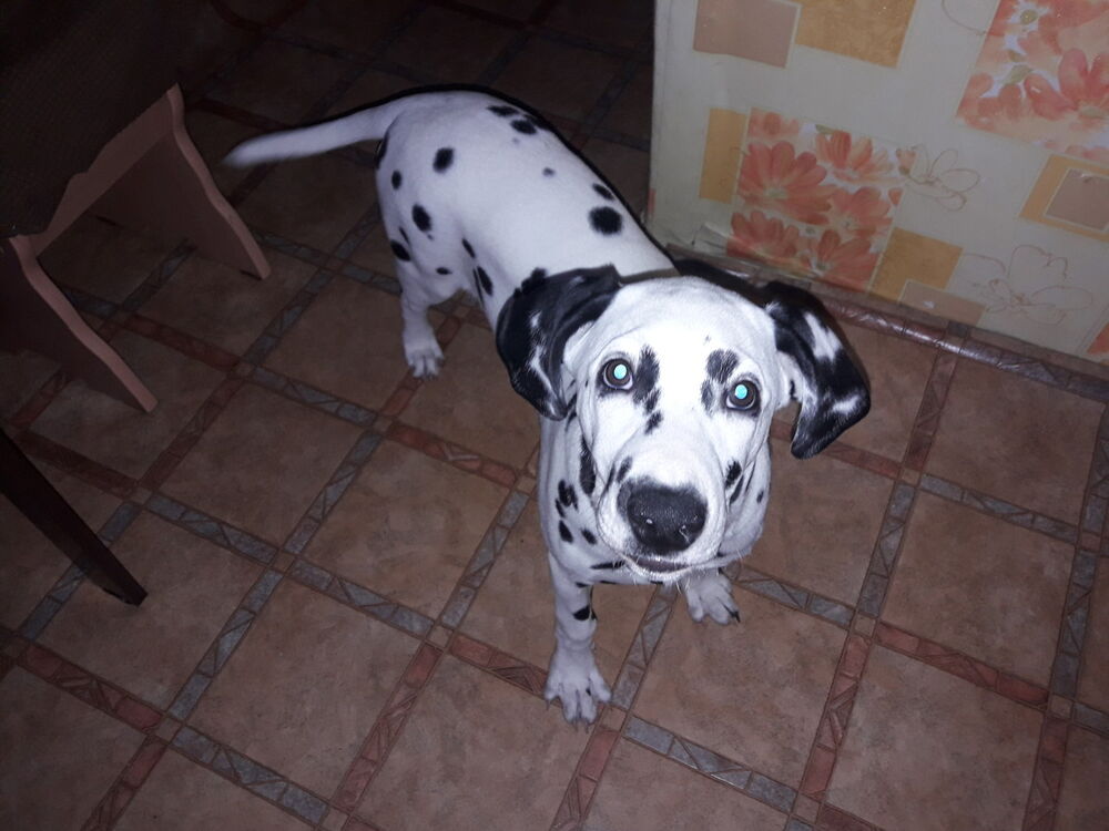 ���������� ��������, ���� ������� ��������, 33 ����, ������������ ��� ������