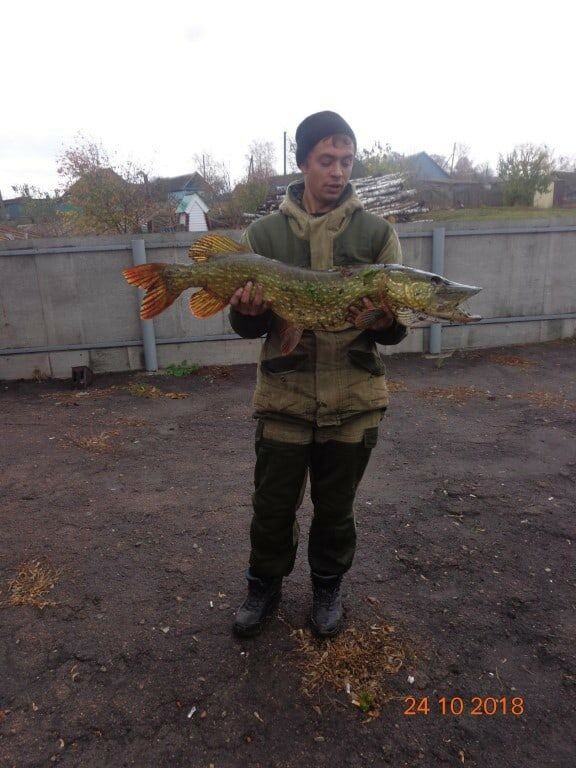  33364777  Maks, 32 ,    