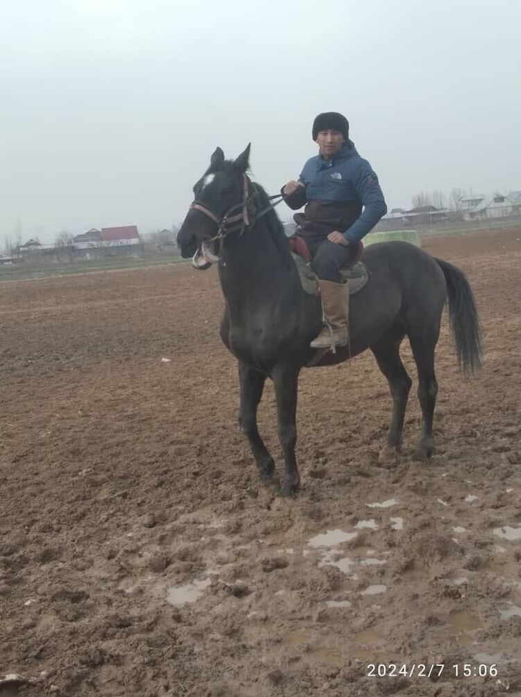 ���� 49603497 ������� ����, 32 ����, ���� ���������� � ������