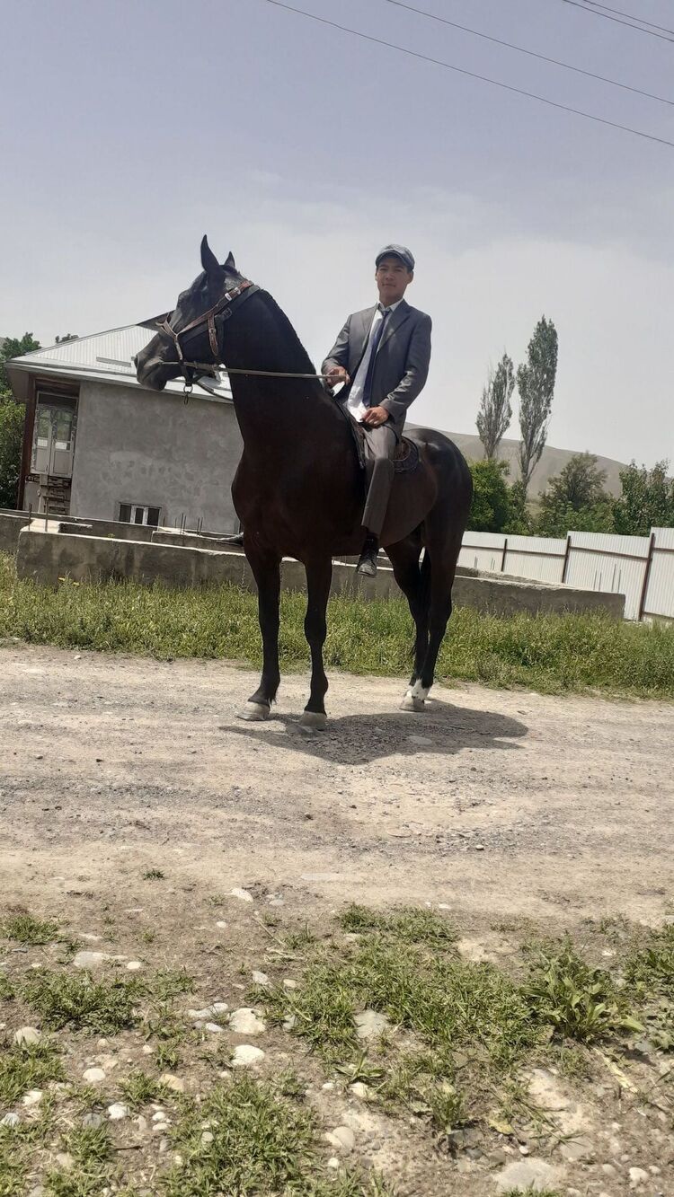  33470037  Khibbat, 22 ,    