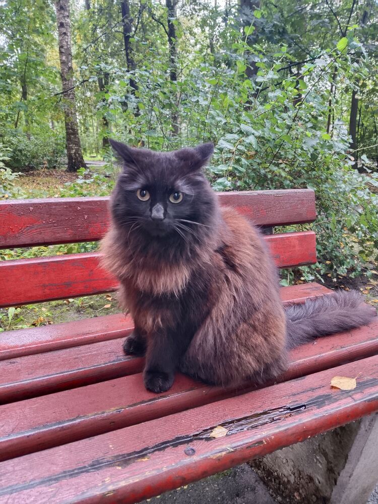 ���������� �����-���������, ���� ������� �����, 43 ����, ������������ ��� ����� � ���������, c�������� ���������