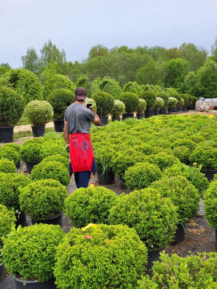 ���������� ������, ���� ������� Borodaj, 29 ���, ������������ ��� c�������� ���������