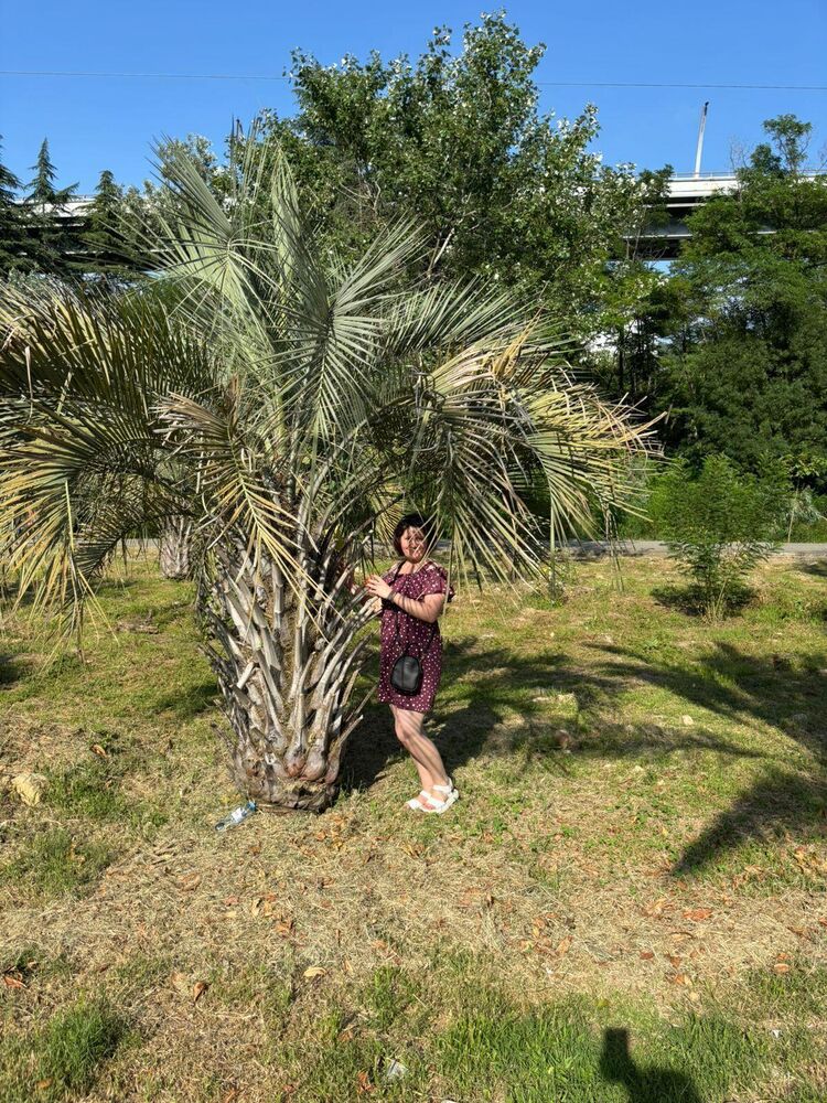 ���������� ����, ���� ������� �����, 53 ����, ������������ ��� ������, ����� � ���������