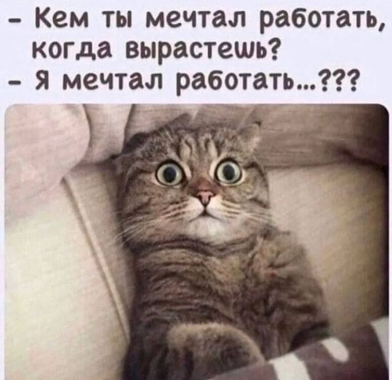  51816647  , 41 ,    