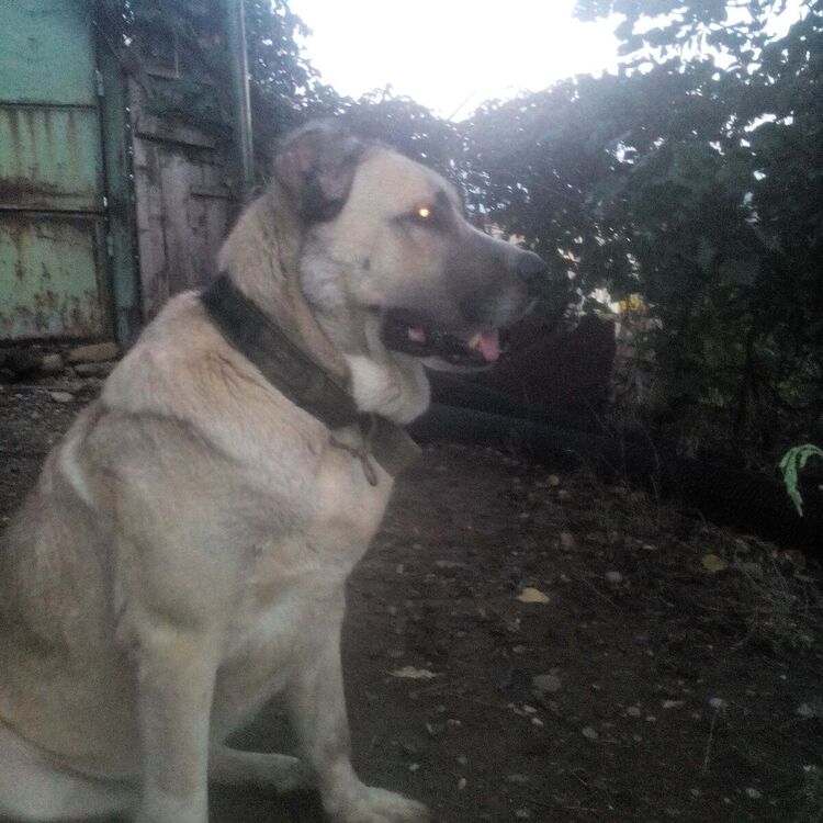 ���� 21105967 ������� Karo, 33 ����, ���� ���������� � �������