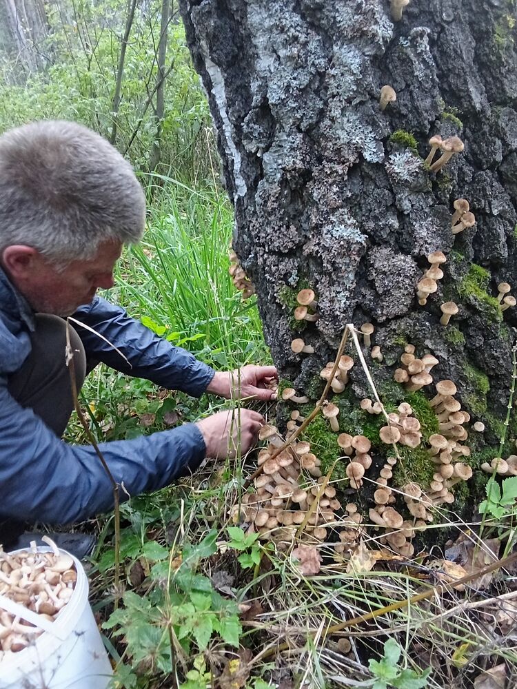 ���� 55359287 ������� ������, 50 ���, ���� ���������� � ��������