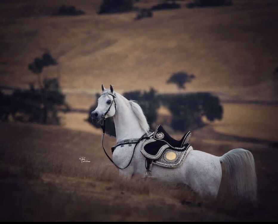 ���������� ���������, ���� ������� �����, 37 ���, ������������ ��� ������, ����� � ���������