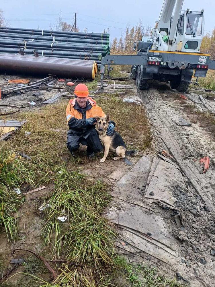 ���� 55933007 ������� ������, 52 ����, ���� ���������� � �����