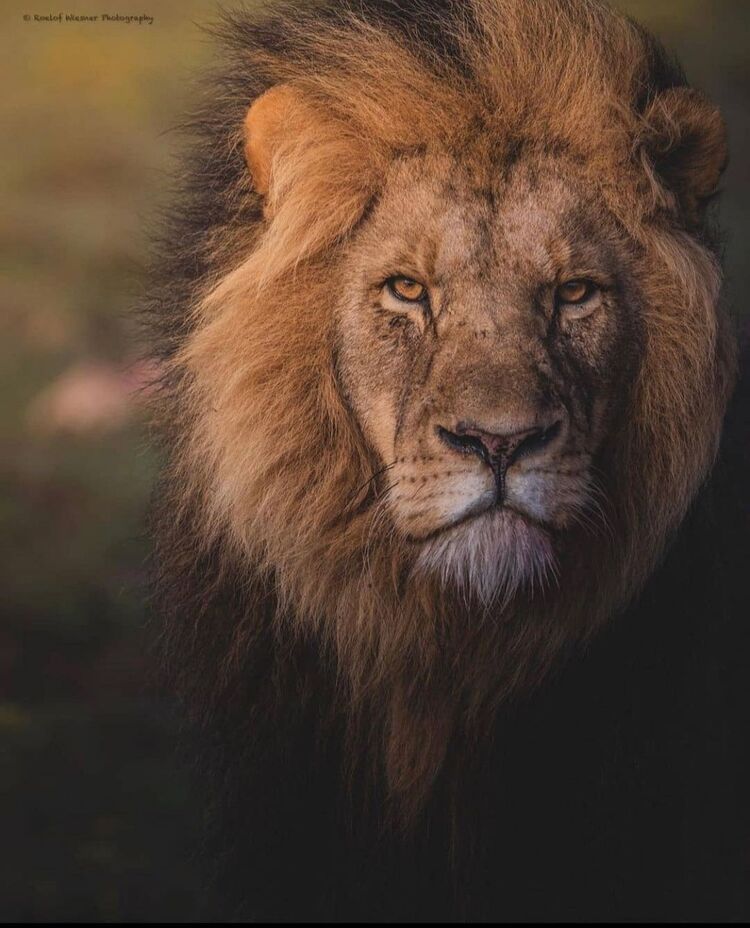 ���������� �������, ���� ������� �����, 41 ���, ������������ ��� ������, ����� � ���������