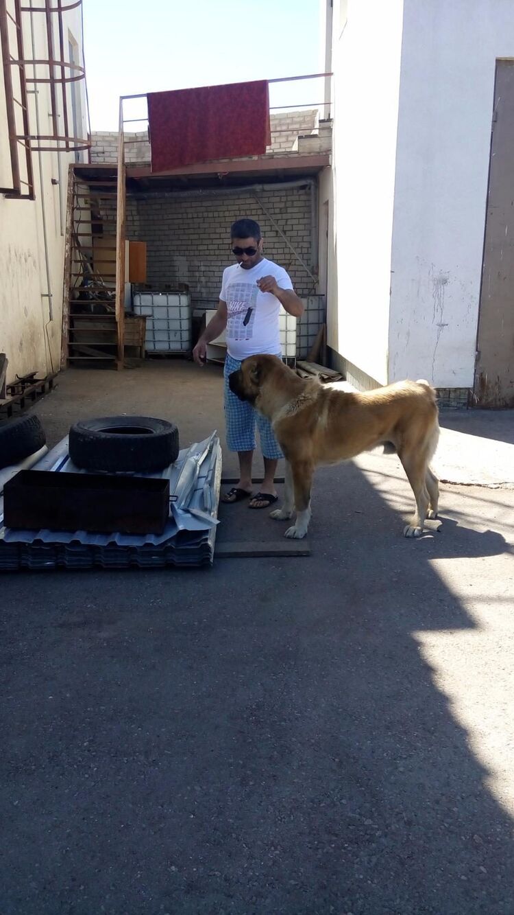 ���������� �����-���������, ���� ������� ���, 47 ���, ������������ ��� ������, ����� � ���������, c�������� ���������