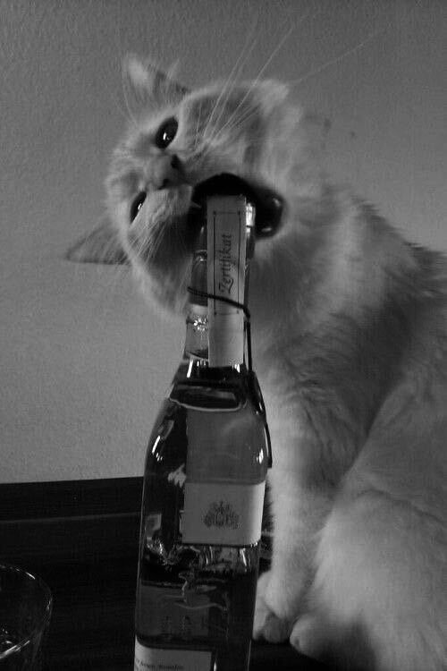 ���������� ������ ��������, ���� ������� ��������, 25 ���, ������������ ��� ������, ����� � ���������