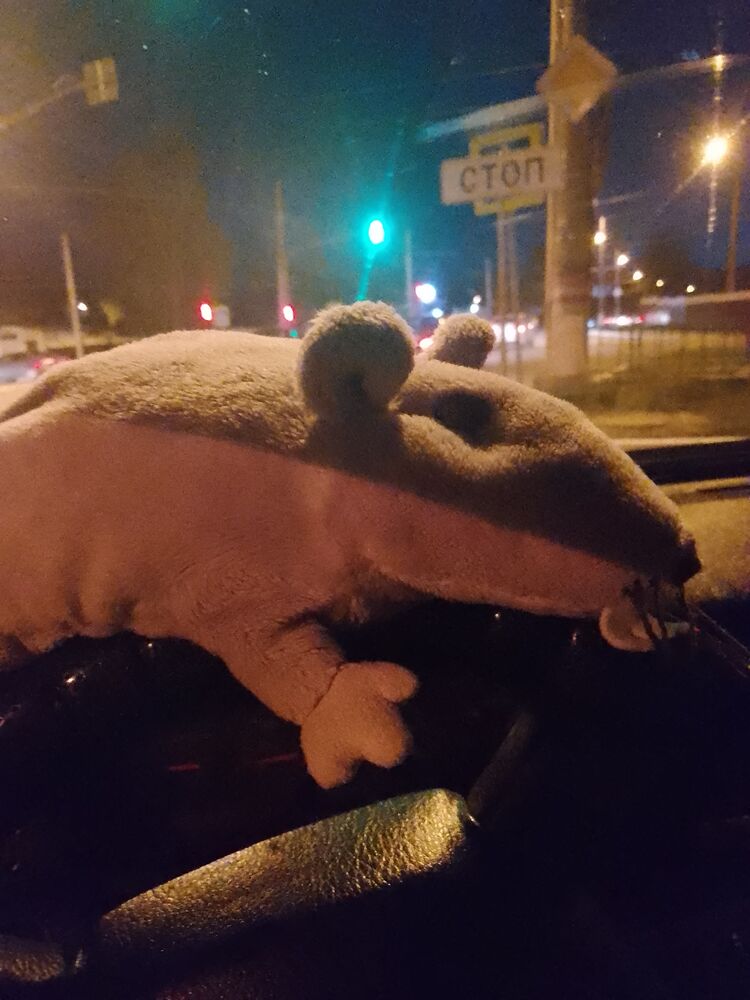 ���� 26319567 ������� �����, 37 ���, ���� ���������� � ��������