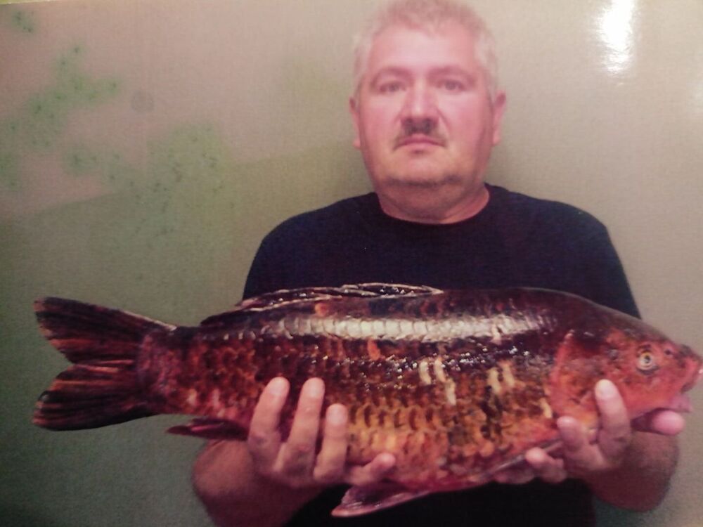 ���� 55650627 ������� ����, 54 ����, ���� ���������� � ������