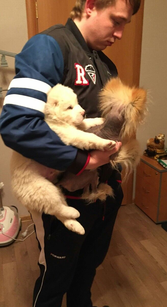 ���� 15105837 ������� DHL, 34 ����, ���� ���������� � ������������