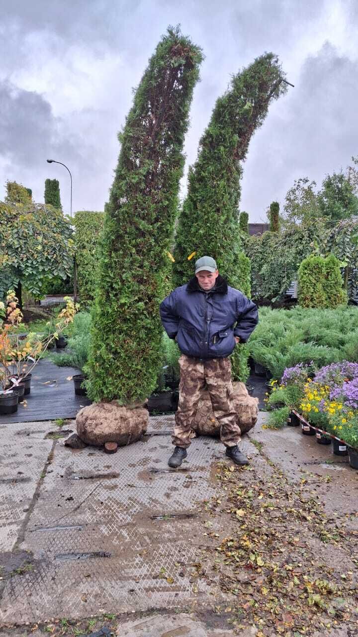 ���������� ������, ���� ������� ������, 40 ���, ������������ ��� ������, ����� � ���������