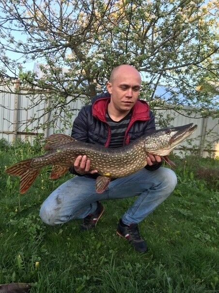 ���� 17235947 ������� ����, 33 ����, ���� ���������� � ���������