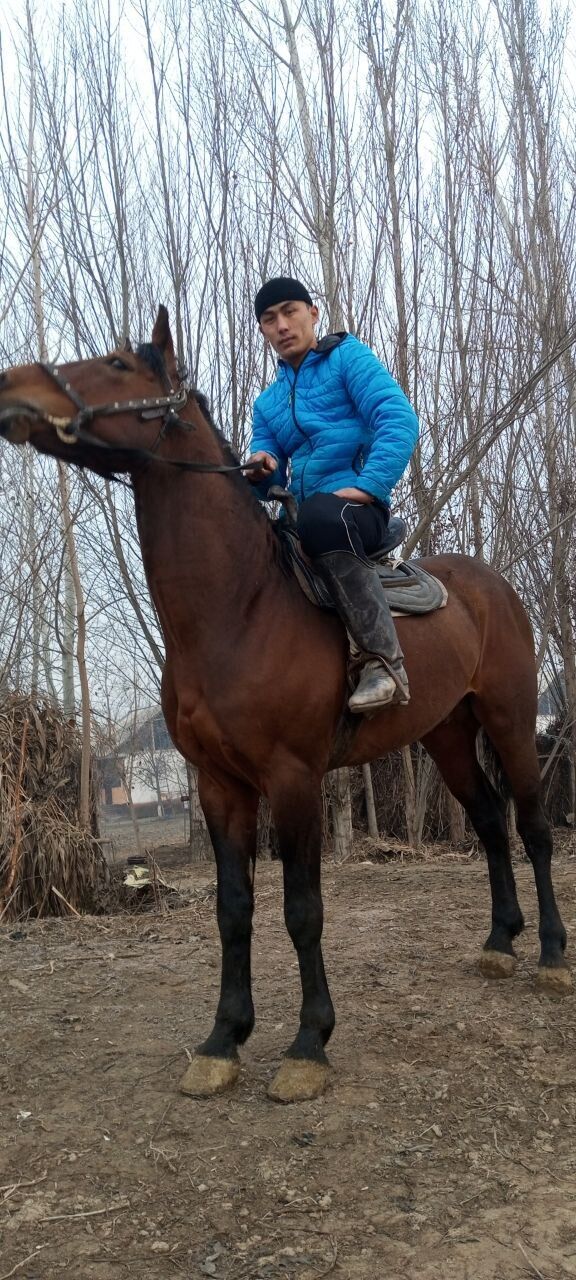  52933887  Abduqayum, 24 ,    