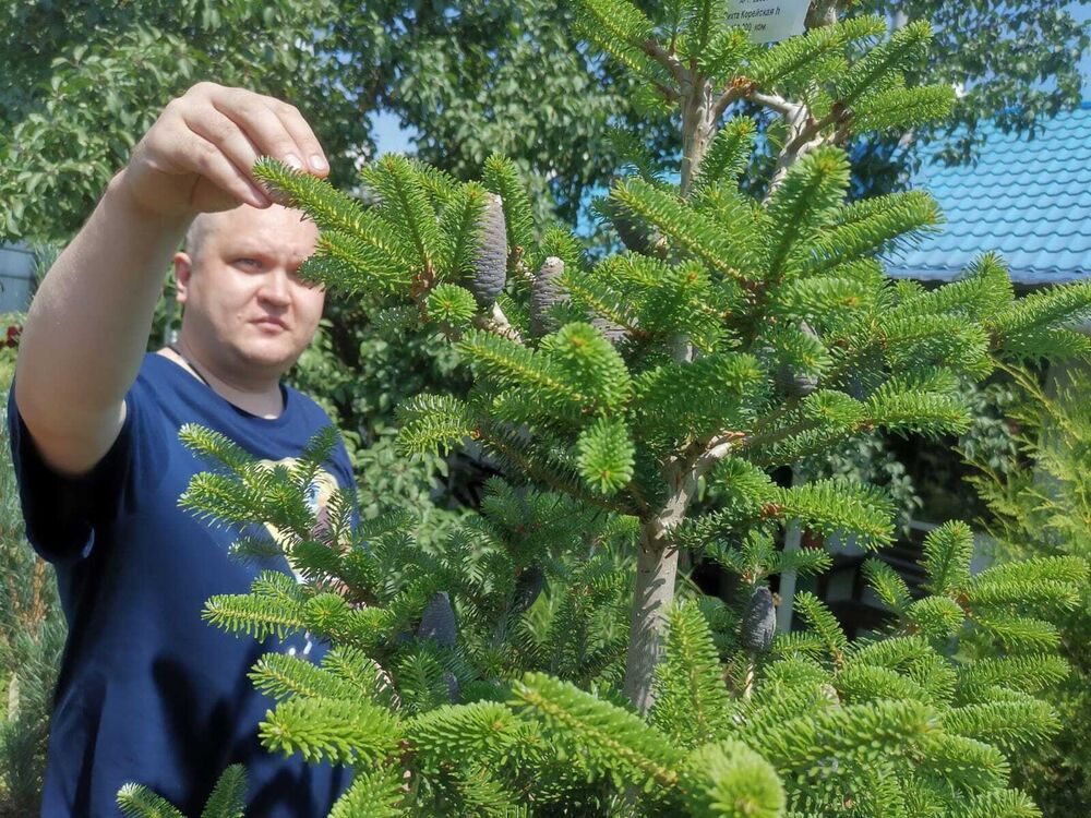 ���� 52911577 ������� �����, 36 ���, ���� ���������� � ���������