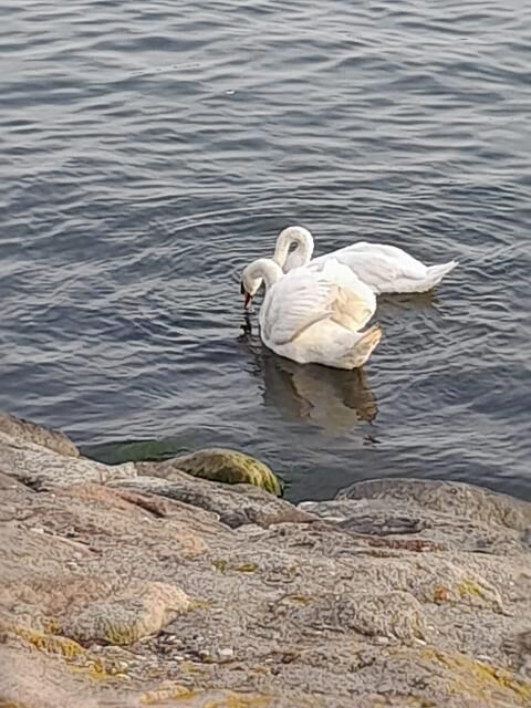 ���������� ������������, ���� ������� ���������, 43 ����, ������������ ��� ������, ����� � ���������, c�������� ���������