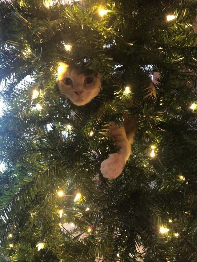 ���������� ������, ���� ������� �������, 41 ���, ������������ ��� ������, ����� � ���������, c�������� ���������