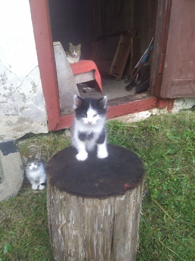 ���� 27036127 ������� ���, 28 ���, ���� ���������� � ��������