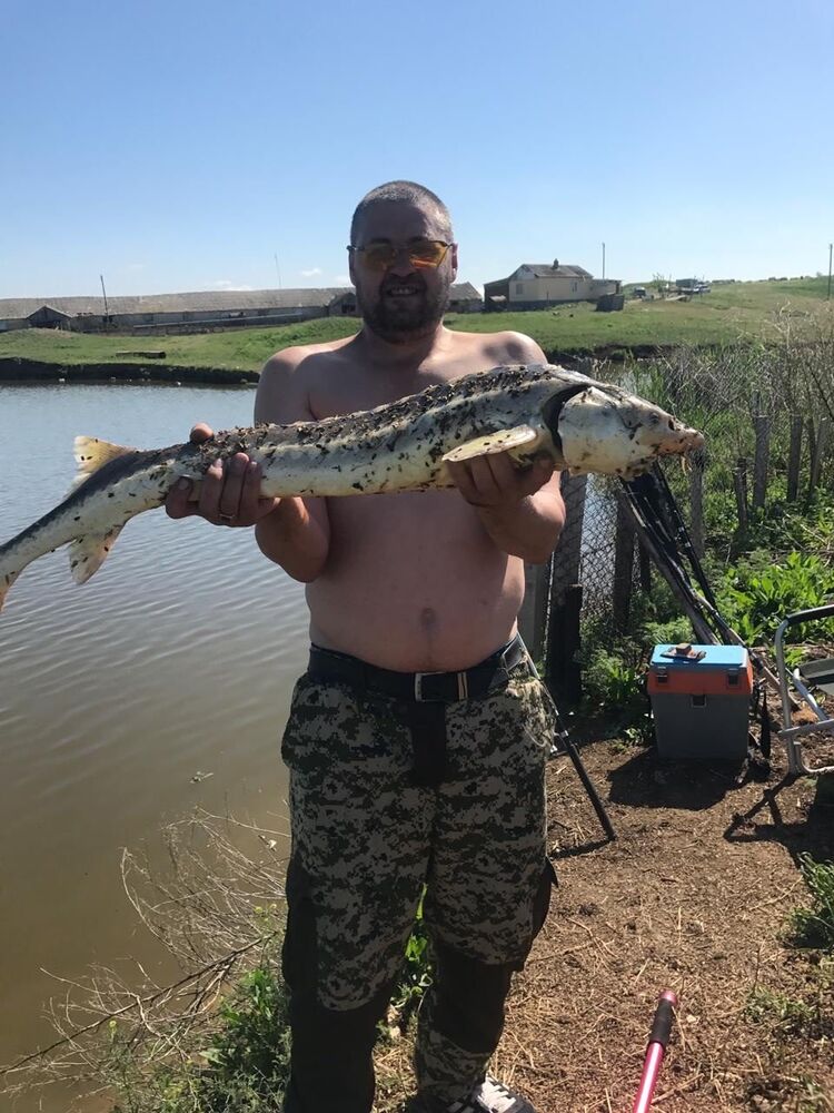 ���������� ����������, ���� ������� ������, 40 ���, ������������ ��� ������, ����� � ���������