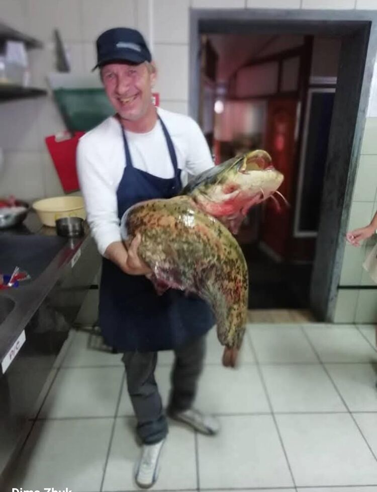  49852777  Dmitry, 50 ,    