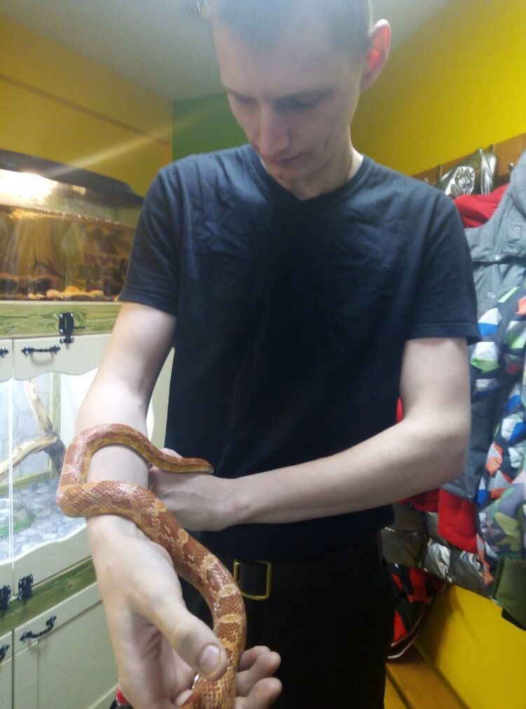 ���������� ������, ���� ������� ���������, 31 ���, ������������ ��� ������, ����� � ���������, c�������� ���������