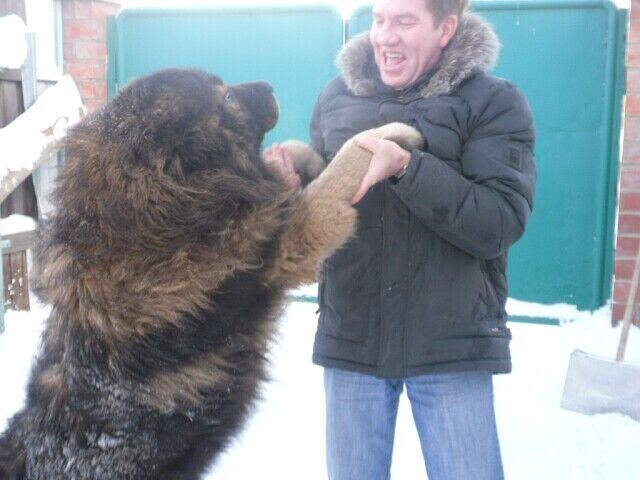 ���� 55857897 ������� ����, 60 ���, ���� ���������� � ��������