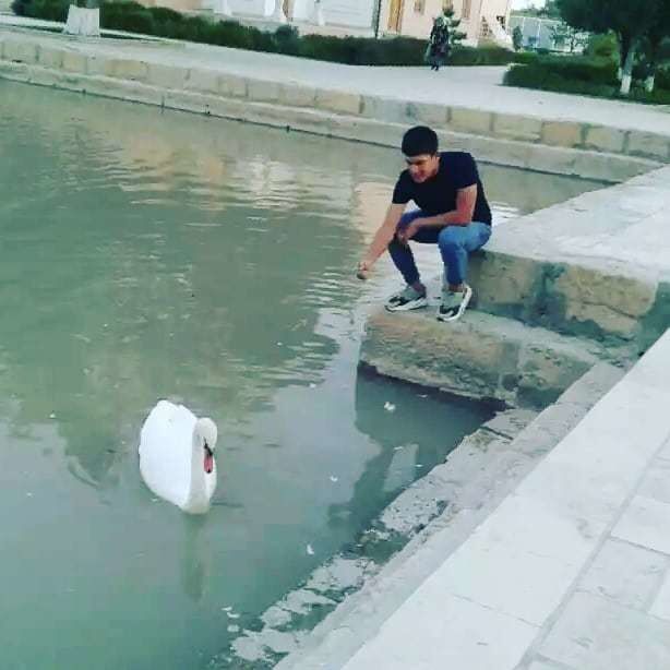 ���� 18835137 ����� Shaxa, 24 ����, ���� ���������� � ������