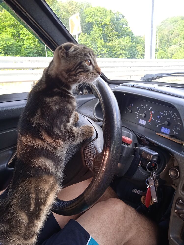 ���������� ���������, ���� ������� ���������, 44 ����, ������������ ��� ������, ����� � ���������