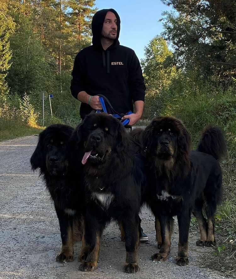 ���� 49299567 ������� ���������, 36 ���, ���� ���������� � �����-����������