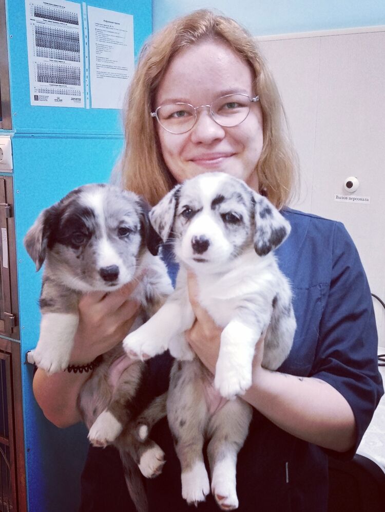 ���� 27915527 ������� �����, 26 ���, ���� ���������� � ������