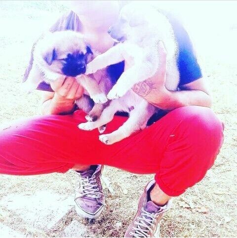 ���������� ��������, ���� ������� ������, 29 ���, ������������ ��� ������, ����� � ���������