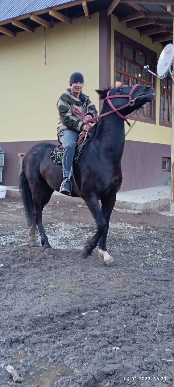  45568867  , 39 ,    