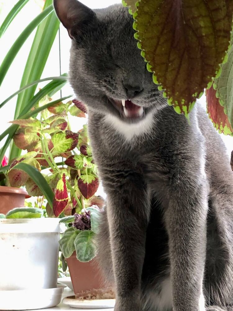 ���������� �����, ���� ������� ����, 32 ����, ������������ ��� ������, ����� � ���������