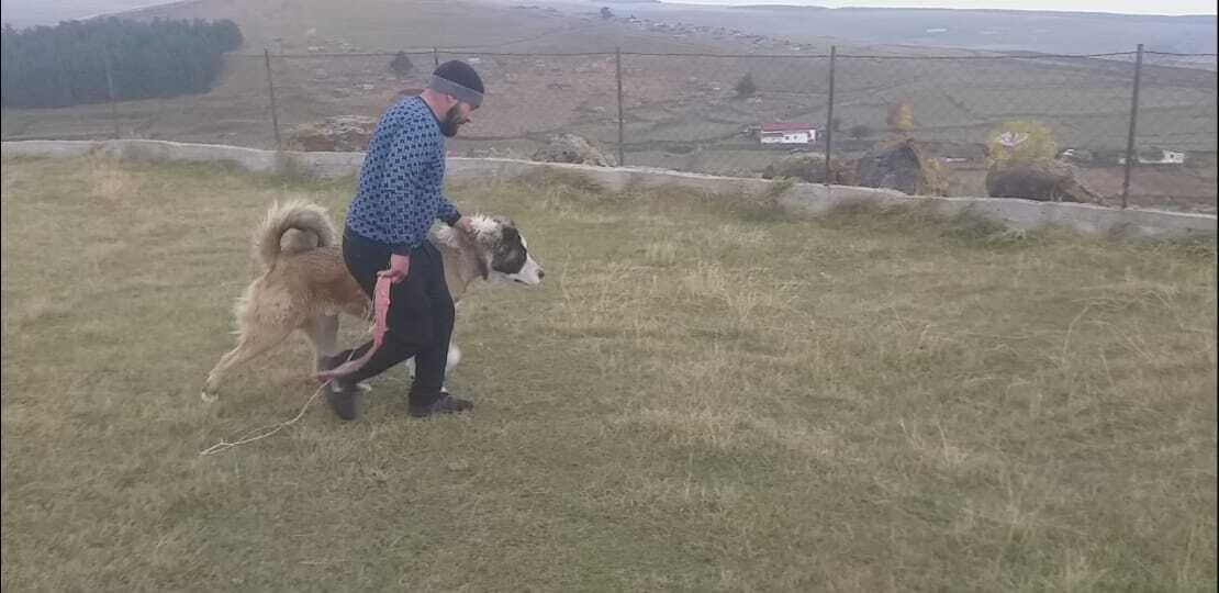 ���������� �����������-��-�����, ���� ������� ���������, 36 ���, ������������ ��� ���������