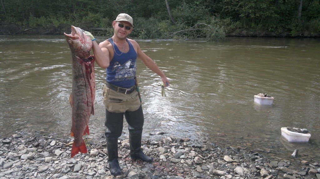 ���������� ���������, ���� ������� ������, 43 ����, ������������ ��� ����� � ���������, c�������� ���������