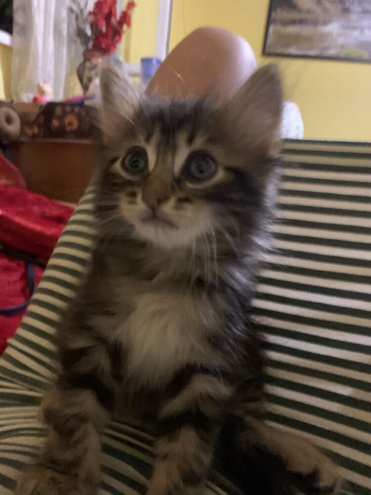 ���� 25404457 ������� ���������, 25 ���, ���� ���������� � �����-����������