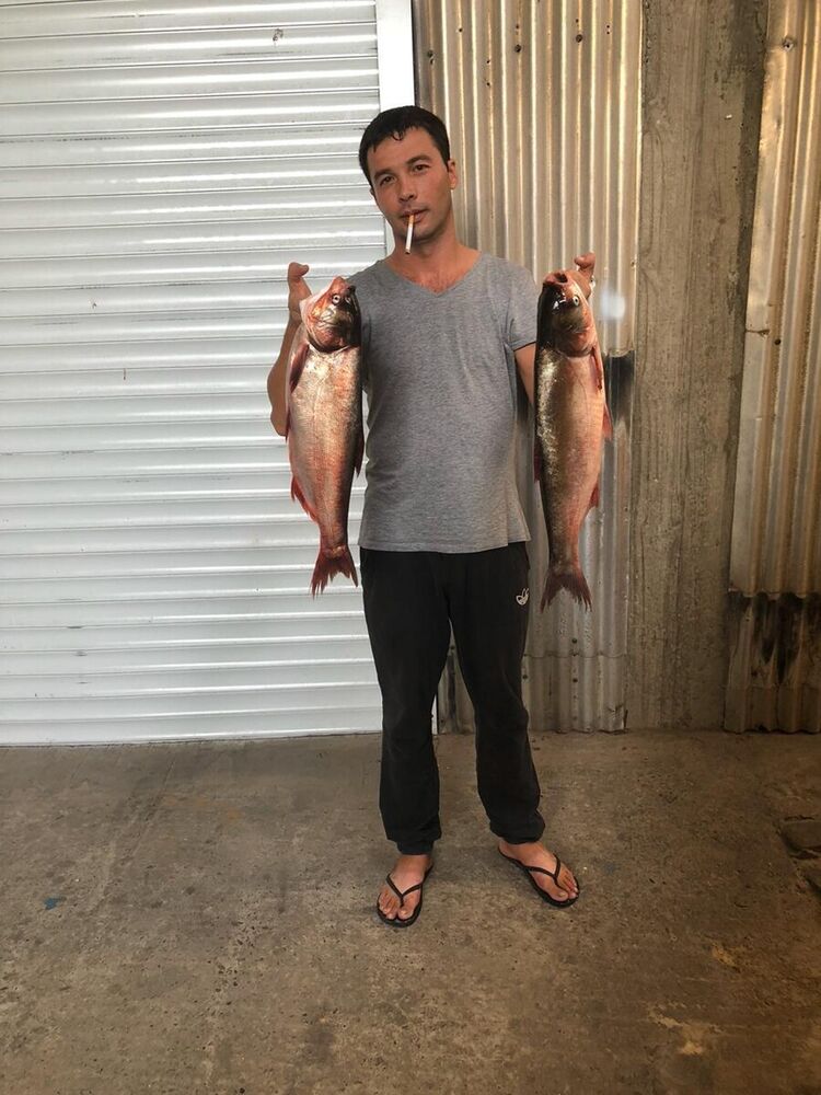 ���������� ���������, ���� ������� ������, 44 ����, ������������ ��� ����� � ���������, c�������� ���������