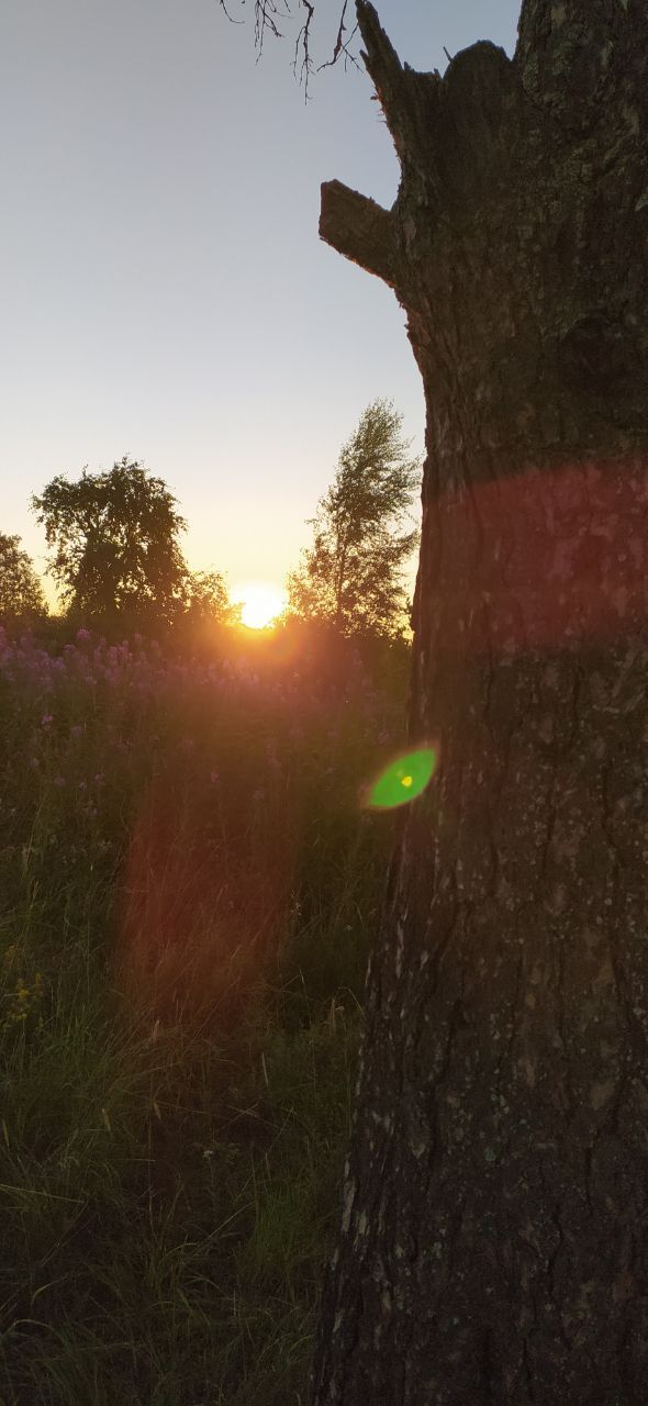 ���������� �����-���������, ���� ����� ���, 25 ���, ������������ ��� ����� � ���������, ���������